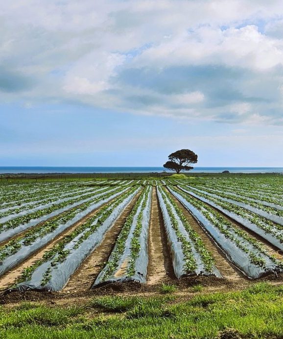 SWISA berry farm